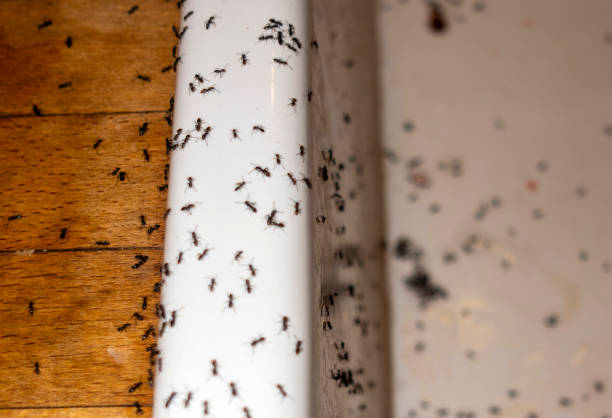 Best Affordable Pest Control Services  in Bolivar, OH